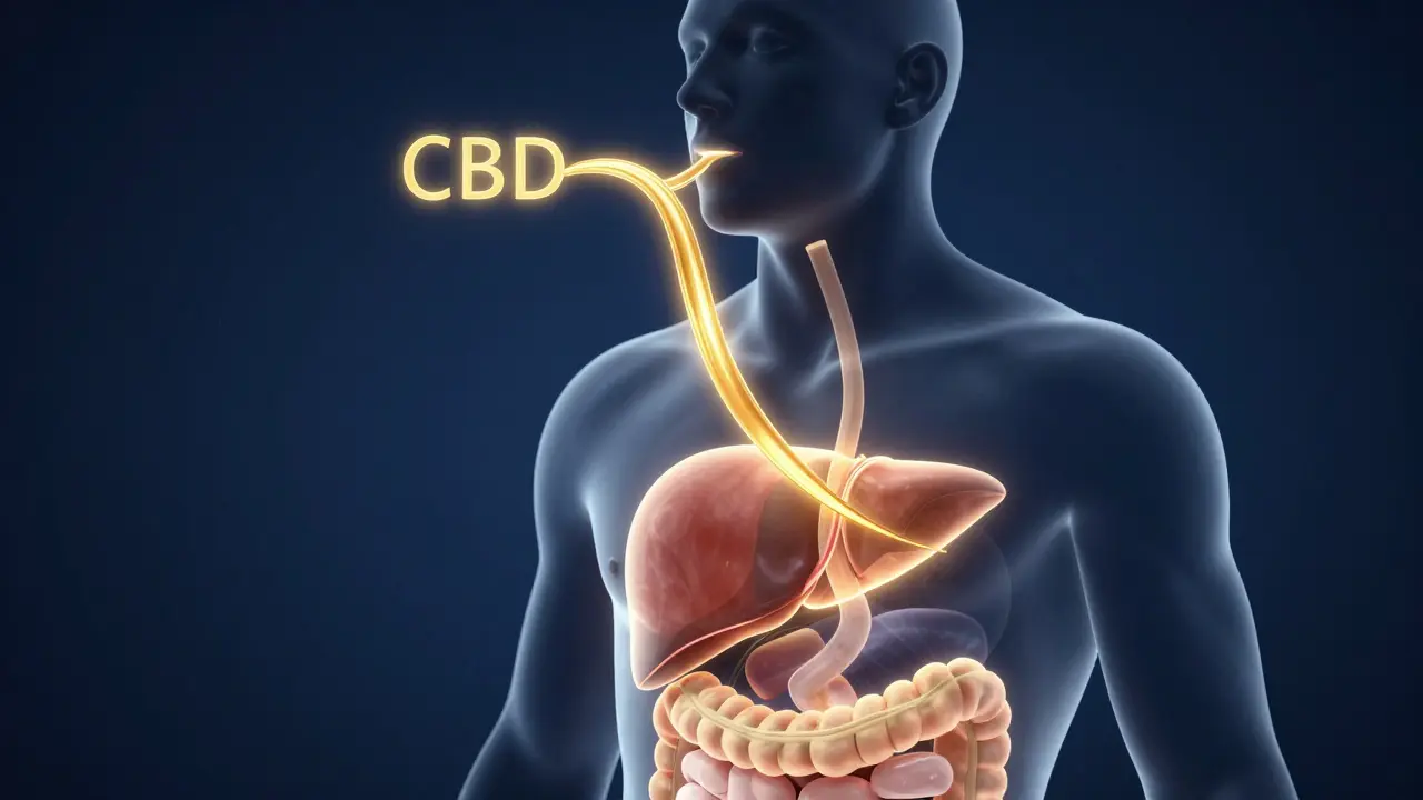 Konceptuální znázornění vstřebávání CBD v těle a průchodu játry.